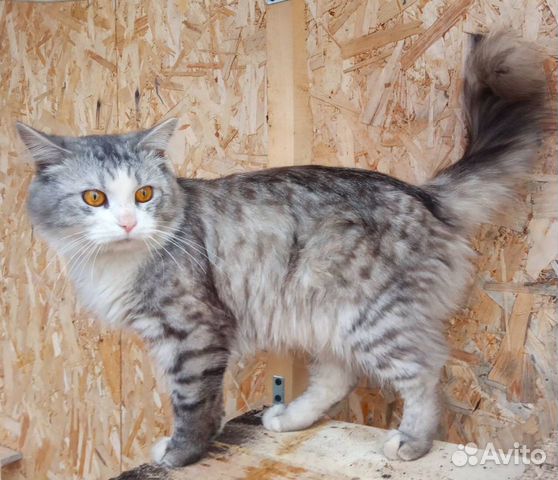 Котик Барсик в добрые руки Котик Барсик в добрые руки