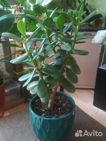 Толстянка (денежное дерево)