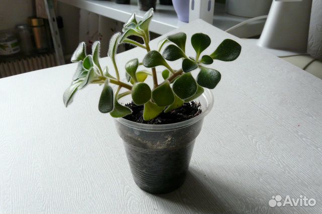 Дерево любви - Аихризон Дерево любви - Аихризон