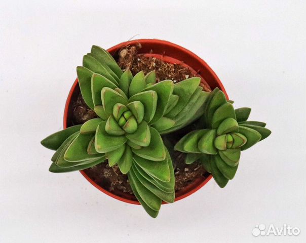 Крассула Капителла Бен (Crassula Capitella Ben) Крассула Капителла Бен (Crassula Capitella Ben)