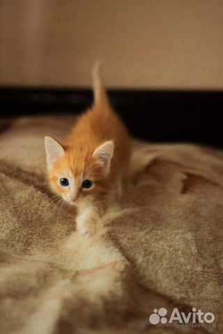 Котёнок Рыжик Котёнок Рыжик