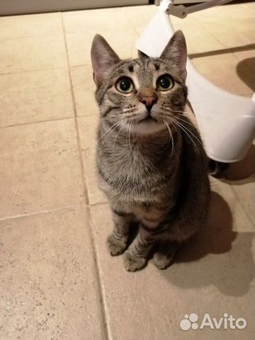 Котика в добрые руки