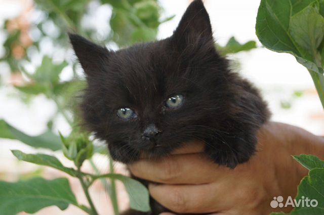 Котик в добрые руки