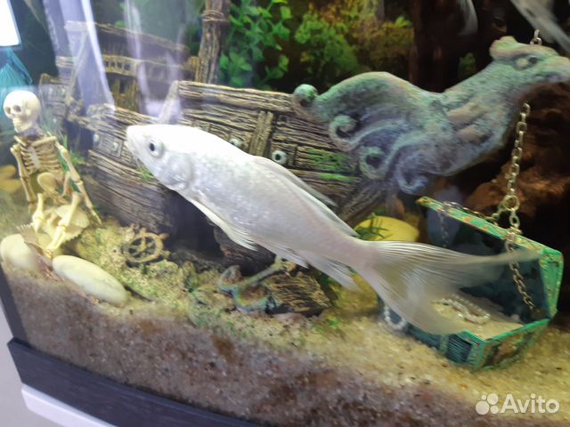 Рыба аквариумная