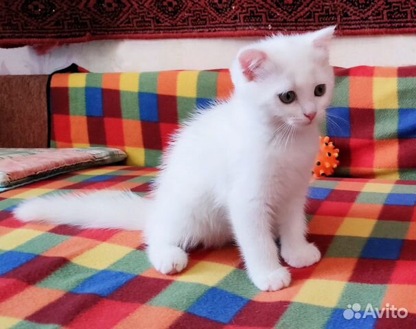 Замечательные котята скоттиш страйт