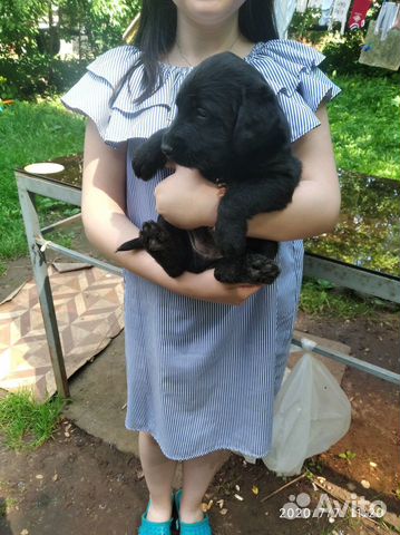 Отдам щенят в хорошие руки