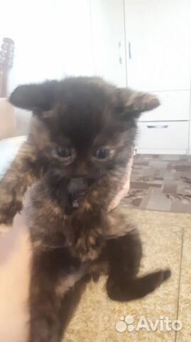 Котята шотландцы Скоттиш страйт Котята шотландцы Скоттиш страйт