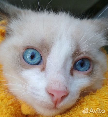 Котенок мальчик Котенок мальчик