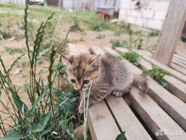 Котята бесплатно