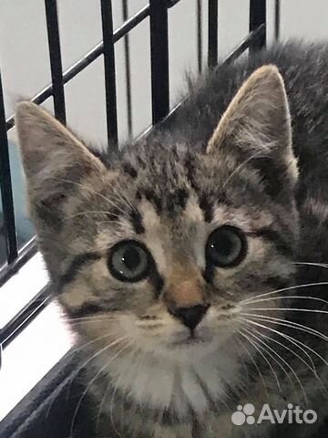 Котенок девочка в добрые руки Котенок девочка в добрые руки