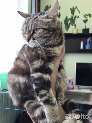 Кошечка ищет дом