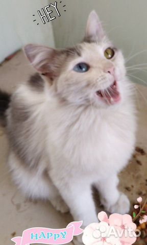 Кошка Кошка