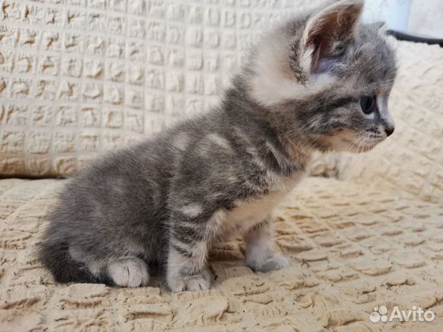 Котята Котята