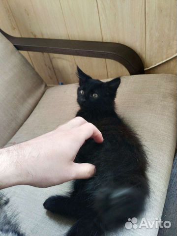 Котенка в добрые руки