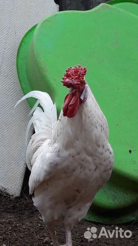 Инкубационное яйцо Пушкинской в Лобне