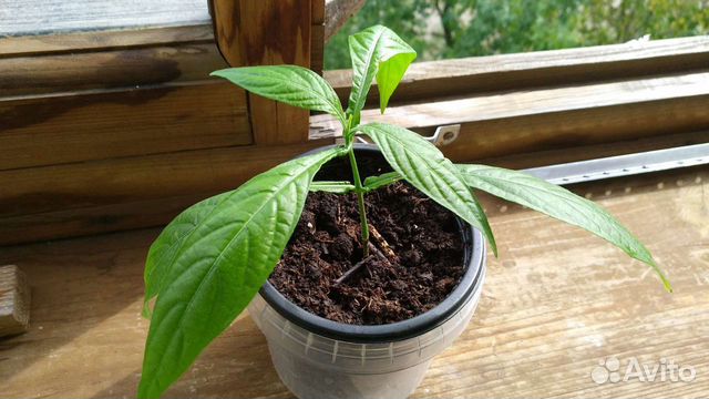 Пахистахис (под заказ)