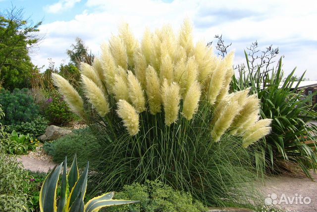 Кортадерия(семена)