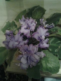 Комнатные цветы