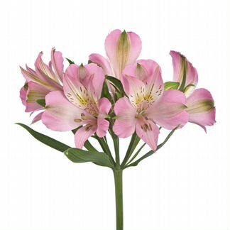 Альстромерия, исскуственный цветок