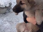 Собака в добрые руки щенок дворняжка объявление продам