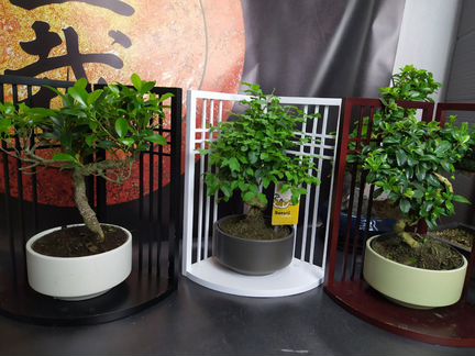 Бонсай в ассортименте с подставкой