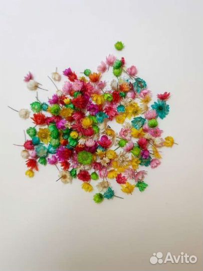 Сухоцветы для творчества