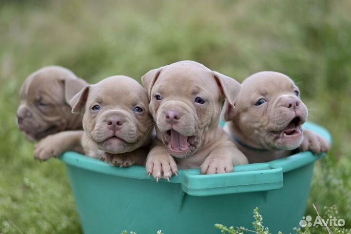 Американский булли