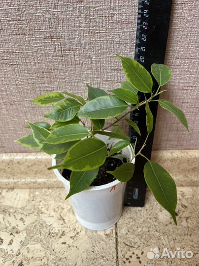 Фикус бенджамина пестролистный Кинки