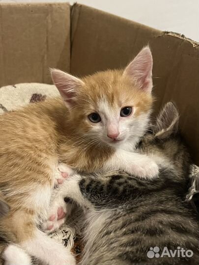 Котята в добрые руки