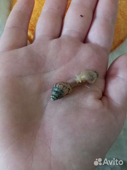 Улитки ахатины