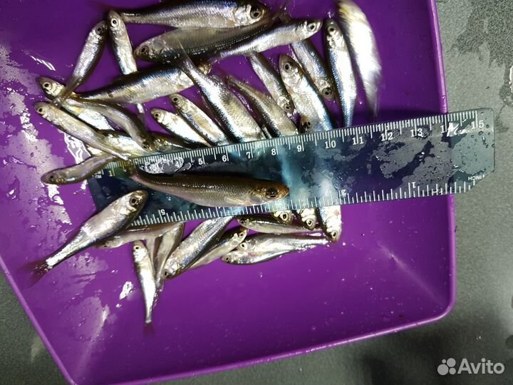 Живец карась, плотва