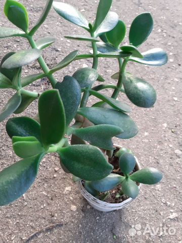 Красула толстянка