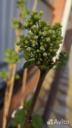 Сирень желтая'(примроуз)