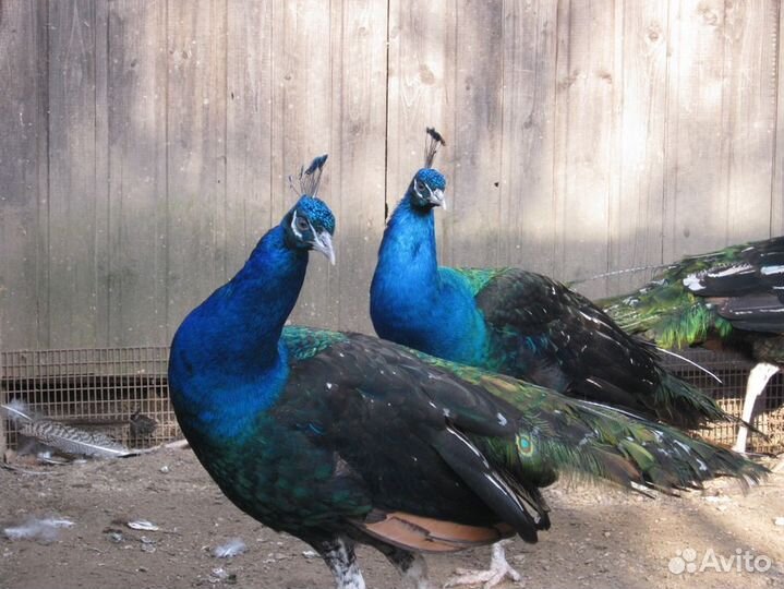 Павлины индийские