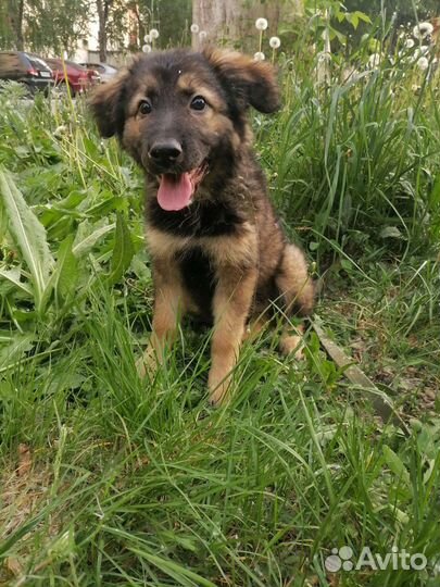 Девочка - Чебурашка 3,5 месяца