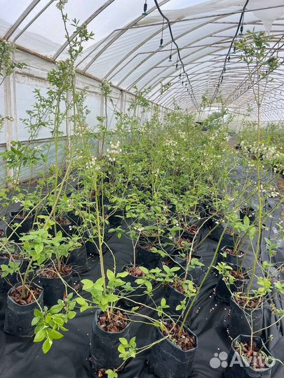 Саженцы голубика Блюкроп