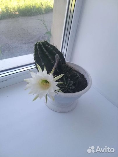 Кактус