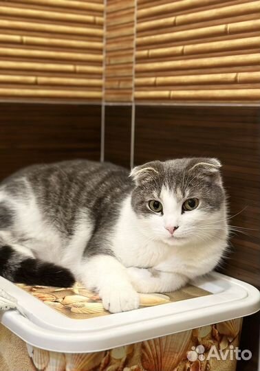 Шотландский вислоухий кот