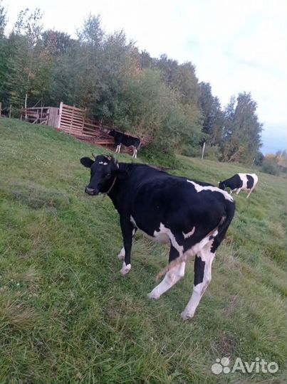 Корова стельная дойная, телка стельная и тёлочка