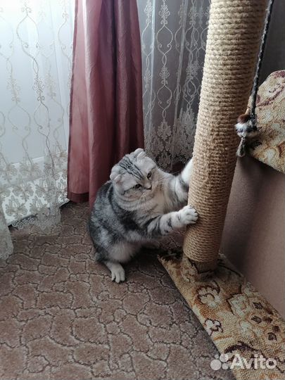 Шотландский кот вязка