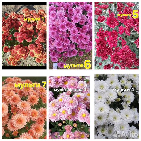 Черенки хризантем