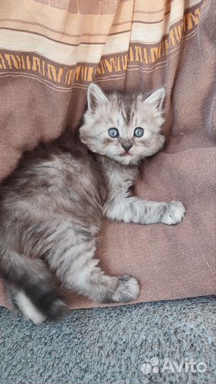 Черный котенок