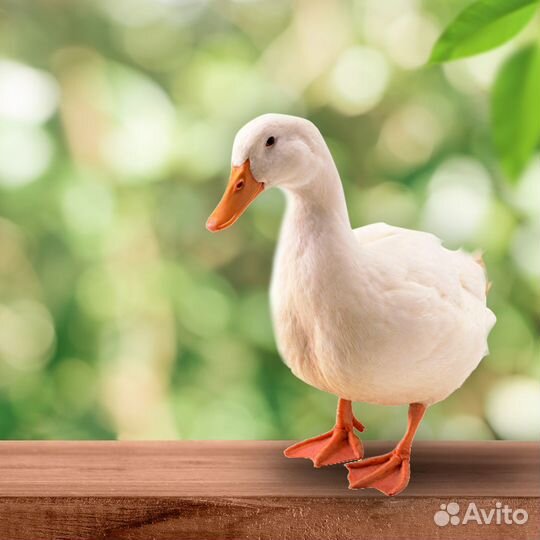 Суточные утята Агидель