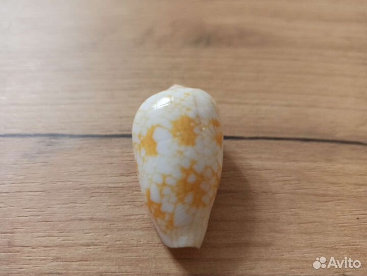 Морская раковина