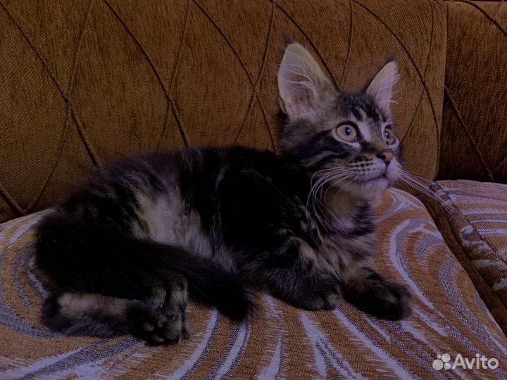 Воспитанный мальчик Мейн-кун