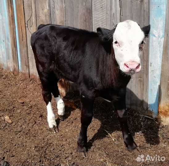 Продам 2 тёлочек