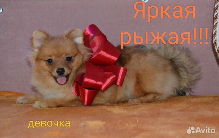 Шпицы шикарные