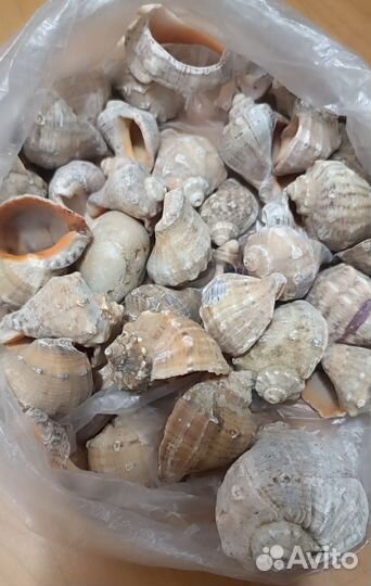 Морские ракушки раковины