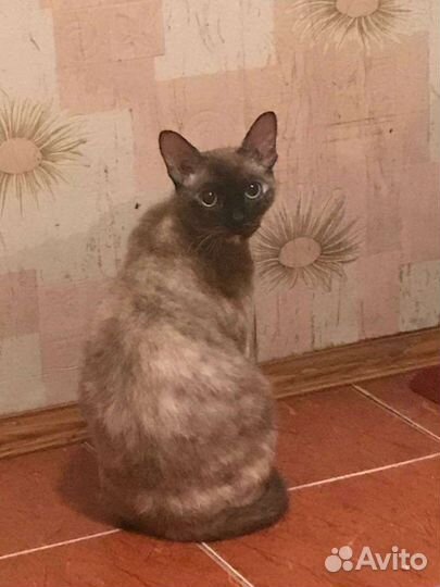 Девон-рекс кошка