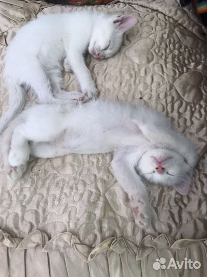 Кошка в дар